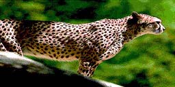 jav_bg_cheetah